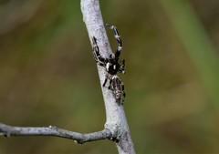 Sandalodes bipenicillatus