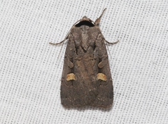 Adelphagrotis indeterminata