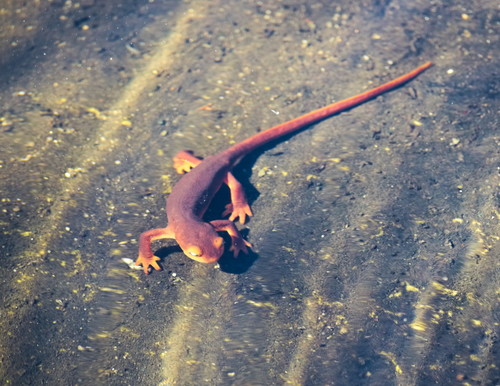 iNaturalist observation photo of Sierra Newt