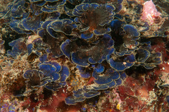 Distromium flabellatum