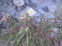 Nerisyrenia linearifolia
