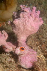 Halisarca australiensis