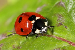 Coccinella septempunctata