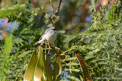 Setophaga nigrescens