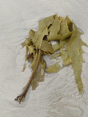 Lessoniaceae