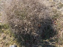 Cycloloma atriplicifolium