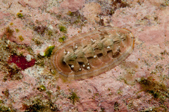 Rhyssoplax translucens
