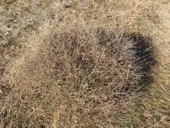 Cycloloma atriplicifolium