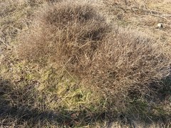 Cycloloma atriplicifolium
