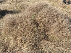 Cycloloma atriplicifolium