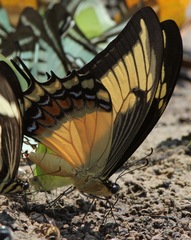 Heraclides androgeus