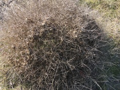 Cycloloma atriplicifolium