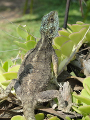 Acanthocercus atricollis