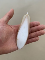 Sepia opipara