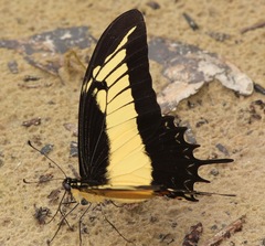 Heraclides androgeus