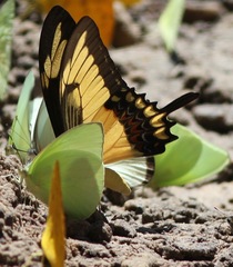 Heraclides androgeus