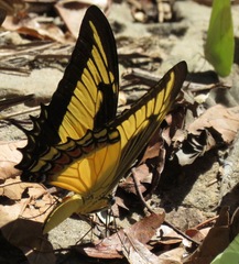 Heraclides androgeus