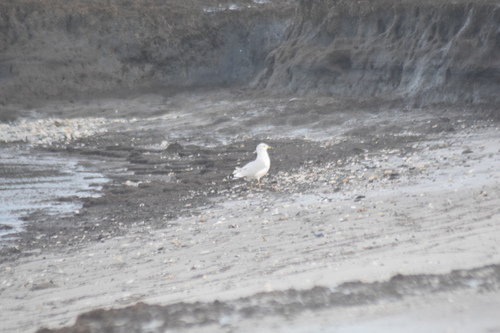 Ring-billed Gull photographed in Delaware