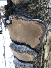 Phellinus lundellii