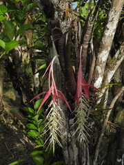 Billbergia violacea