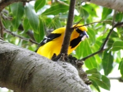 Icterus nigrogularis