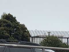 Setophaga coronata auduboni