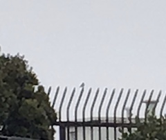 Setophaga coronata auduboni