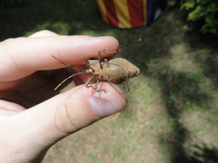 Elasmopoda