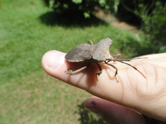 Elasmopoda