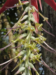 Billbergia violacea