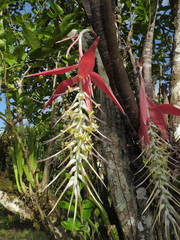 Billbergia violacea