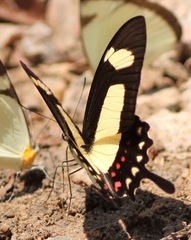 Heraclides torquatus