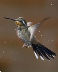 Lampornis amethystinus