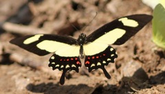 Heraclides torquatus