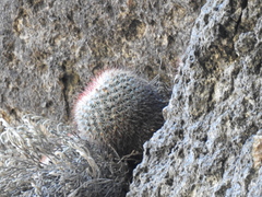Mammillaria scrippsiana