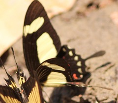 Heraclides torquatus