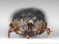 Ixodes hexagonus