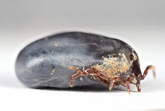 Ixodes hexagonus