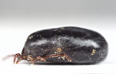 Ixodes hexagonus