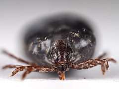 Ixodes hexagonus