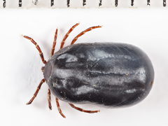Ixodes hexagonus