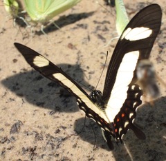 Heraclides torquatus