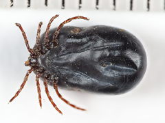 Ixodes hexagonus