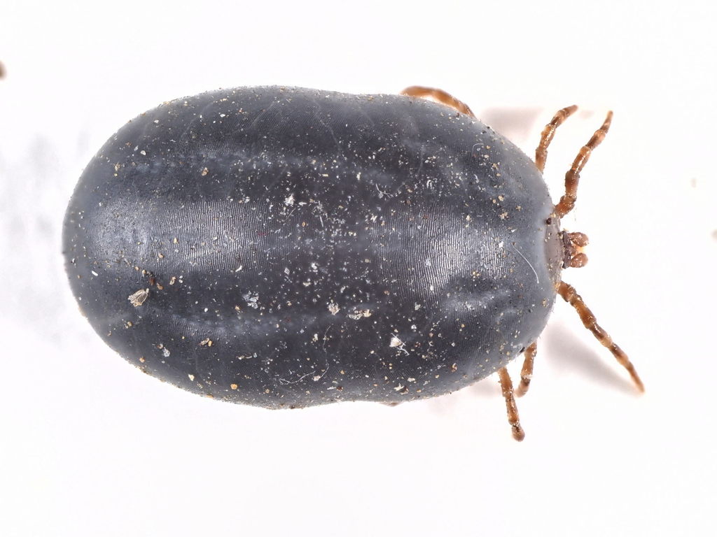 Dog Tick
