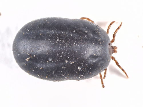 Dog Tick