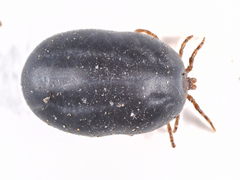 Ixodes canisuga