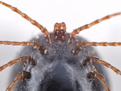 Ixodes canisuga