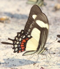 Heraclides torquatus