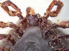 Ixodes hexagonus