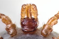 Ixodes canisuga
